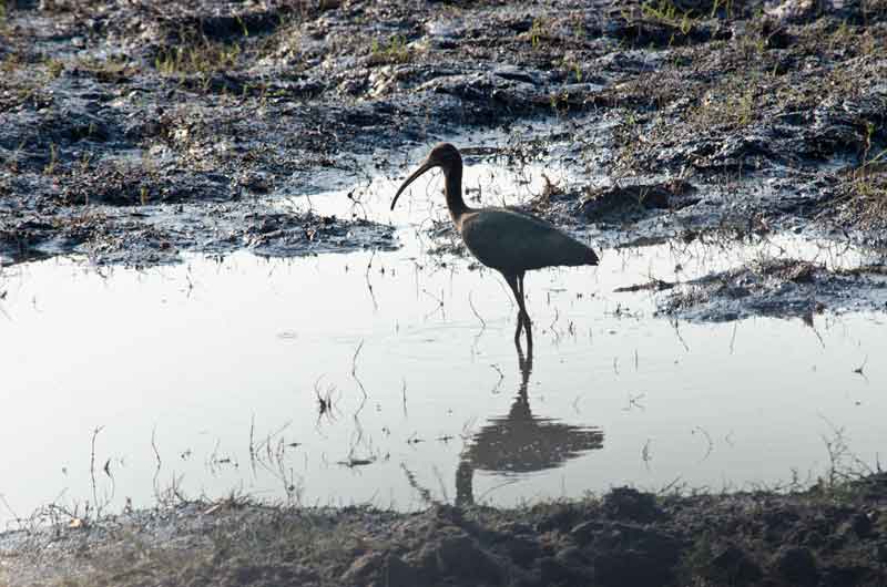 Ibi - parque nacional de Chobe - Botswana 3.jpg
